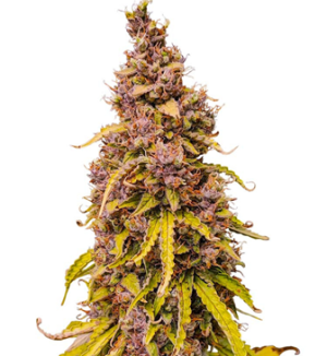 1750160719170.png 1750160719170.png