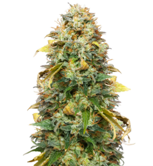 1750331931718.png 1750331931718.png