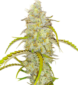 1750423585325.png 1750423585325.png