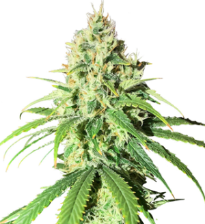 1750423634379.png 1750423634379.png