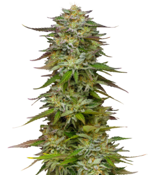 1750666844099.png 1750666844099.png