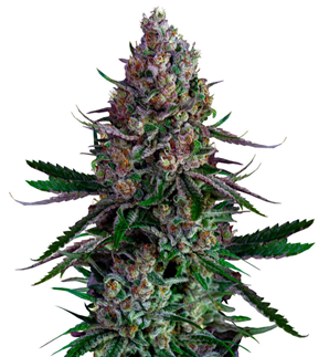 1750684659833.png 1750684659833.png