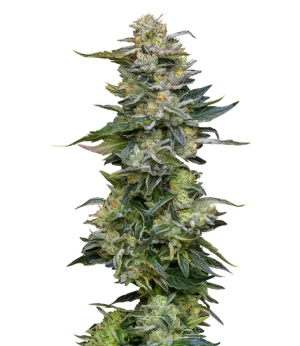 1750695928090.png 1750695928090.png