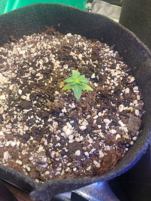 24.06 Дульсинея.png