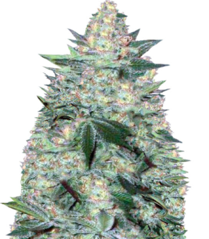 1750780344317.png 1750780344317.png