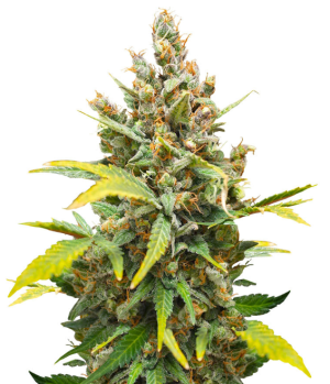 1750850343779.png 1750850343779.png