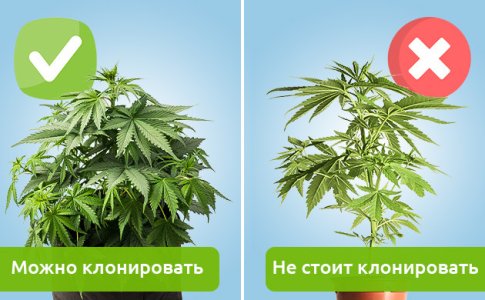 kak-proishodit-klonirovanie-konopli__NBdgwIZFYyOFM2Wz.jpg kak-proishodit-klonirovanie-konopli__NBdgwIZFYyOFM2Wz.jpg