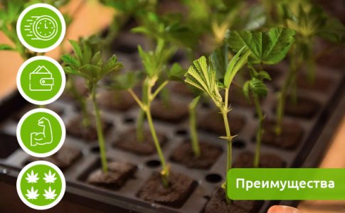 preimushchestva-i-nedostatki-klonirovaniya-kannabisa__9CNPAAZU1nYlSL7Y.jpg preimushchestva-i-nedostatki-klonirovaniya-kannabisa__9CNPAAZU1nYlSL7Y.jpg