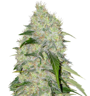 1751205410592.png 1751205410592.png