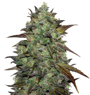 1751298584570.png 1751298584570.png