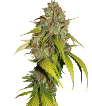 1751473417791.png 1751473417791.png