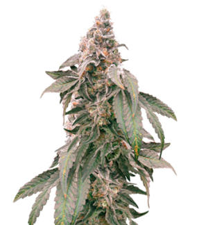 1751635701712.png 1751635701712.png