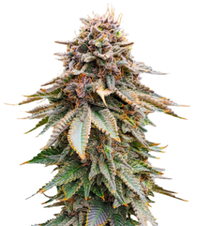 1751635733295.png 1751635733295.png