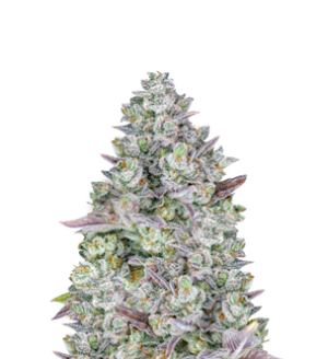 1751805471432.png 1751805471432.png