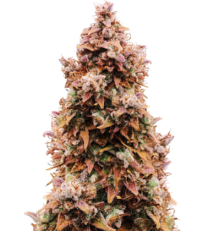 1751805488415.png 1751805488415.png