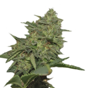 1751816983451.png 1751816983451.png