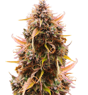 1751976467044.png 1751976467044.png