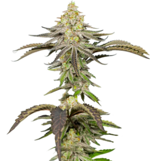 1751976482269.png 1751976482269.png