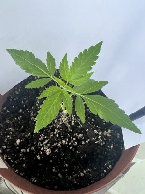 IMG_3268.jpg IMG_3268.jpg