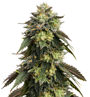 1752067185338.png 1752067185338.png