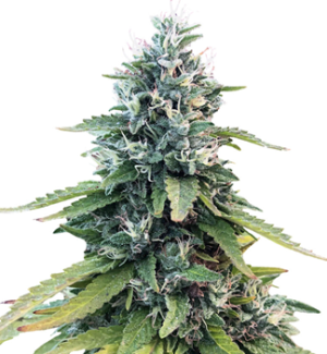 1752067218123.png 1752067218123.png