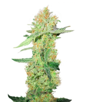 1752319226800.png 1752319226800.png