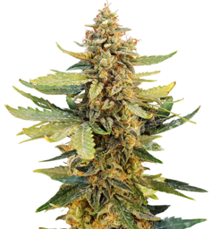 1752590337583.png 1752590337583.png