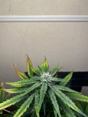 IMG_1571.jpeg IMG_1571.jpeg