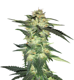 1753095841220.png 1753095841220.png