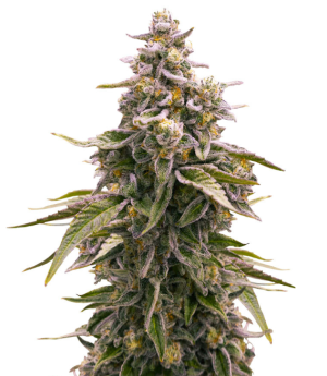 1753113348389.png 1753113348389.png