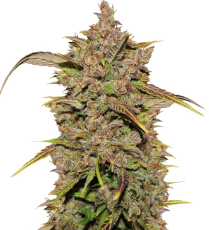 1753215397079.png 1753215397079.png