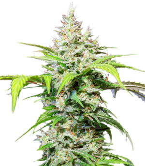 1753215428108.png 1753215428108.png