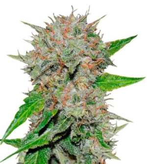 1753215455214.png 1753215455214.png