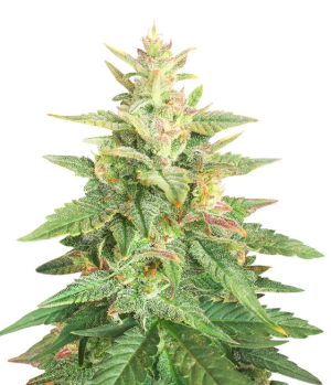 1753375965586.png 1753375965586.png