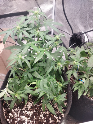 Миранда 1.png