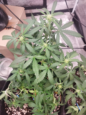 миранда 2.png