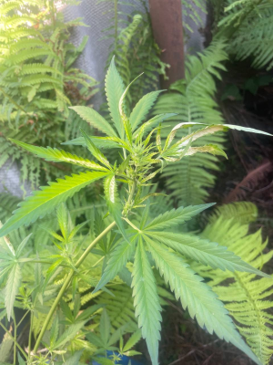 1753623314902.png 1753623314902.png