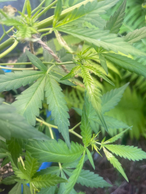 1753623368591.png 1753623368591.png