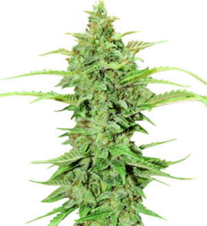 1753692268575.png 1753692268575.png