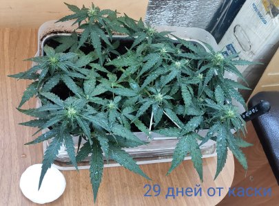 P50729-101143(1)(1) (1).jpg