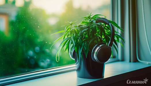 perezaliv-vliyaet-li-muzyka-na-razvitie-konopli__AnhmmAeS4YArahdB.jpg perezaliv-vliyaet-li-muzyka-na-razvitie-konopli__AnhmmAeS4YArahdB.jpg