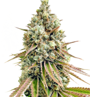 1753789576537.png 1753789576537.png