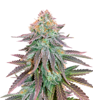 1753789593242.png 1753789593242.png