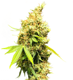 1753789609130.png 1753789609130.png