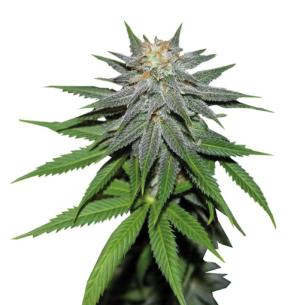 1753944560800.png 1753944560800.png