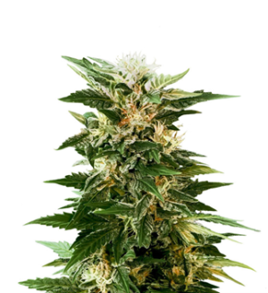 1753970269819.png 1753970269819.png