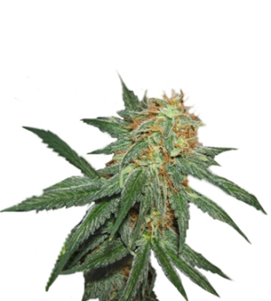 1753970299852.png 1753970299852.png