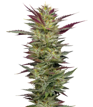 1754032470846.png 1754032470846.png