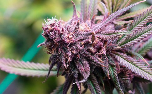 nachnite-vyrashchivat-slozhnye-sorta__Ai6tIWKjEqEK3P3S.jpg nachnite-vyrashchivat-slozhnye-sorta__Ai6tIWKjEqEK3P3S.jpg