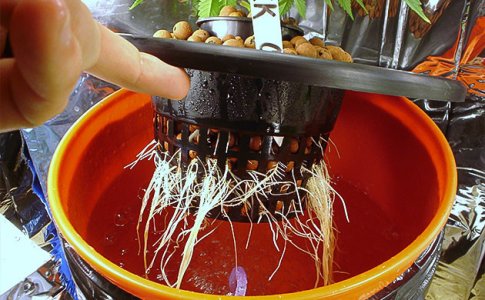 poprobujte-smenit-skhemu-vyrashchivaniya__4hyQfWUpeSfG0vJ3.jpg poprobujte-smenit-skhemu-vyrashchivaniya__4hyQfWUpeSfG0vJ3.jpg